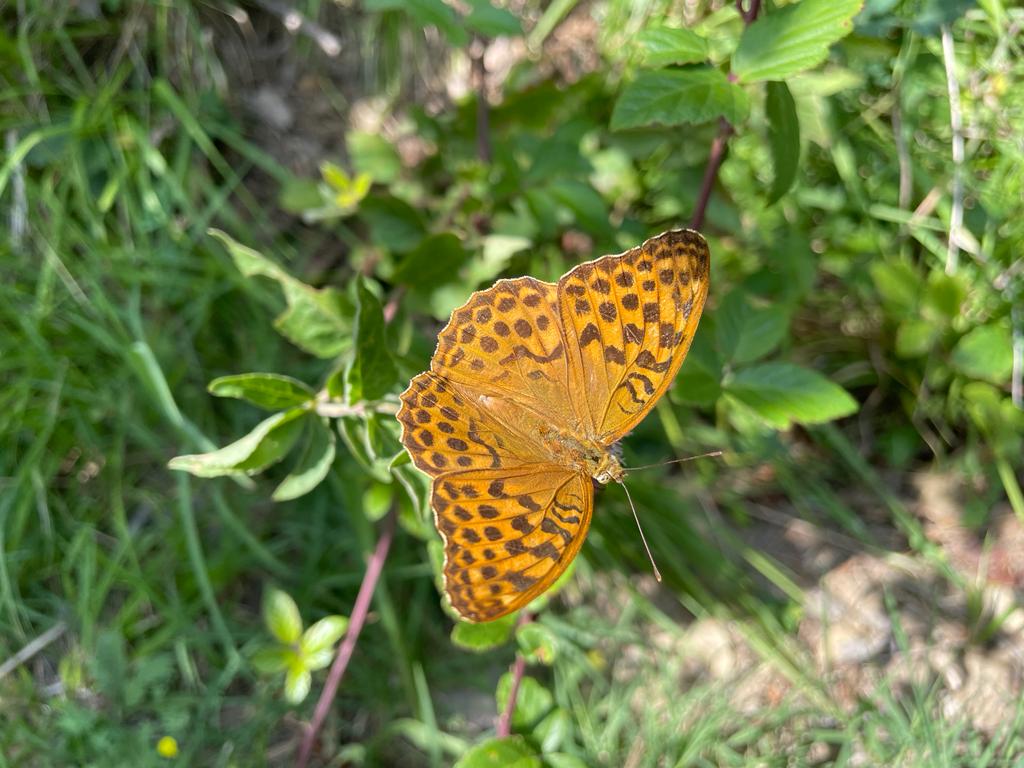 An orange butterfly with intricate black patterns is perched on a green leaf. Surrounding foliage adds a natural backdrop, featuring various shades of green and scattered wildflowers, emphasizing the serene environment.