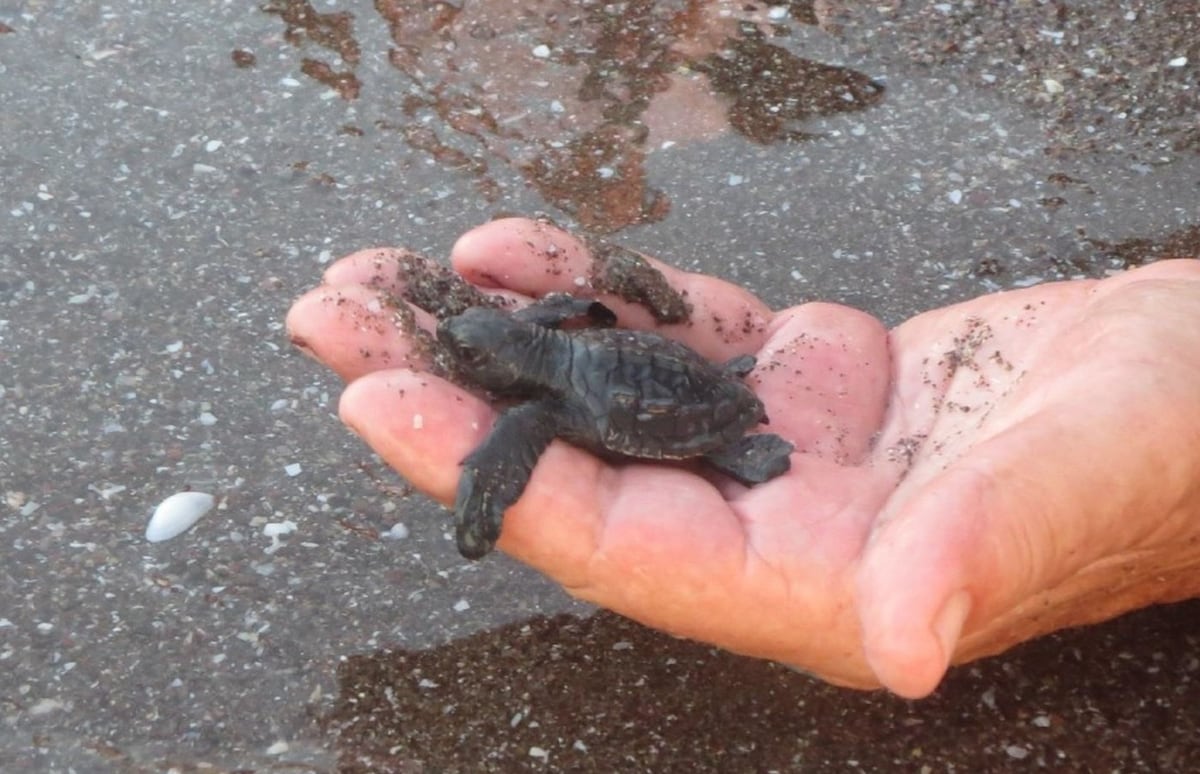 A small sea turtle is gently cradled in a person's hand, with faint details of sand and water visible in the background. The turtle's dark shell contrasts with the light skin of the hand, showcasing the delicate interaction with nature.