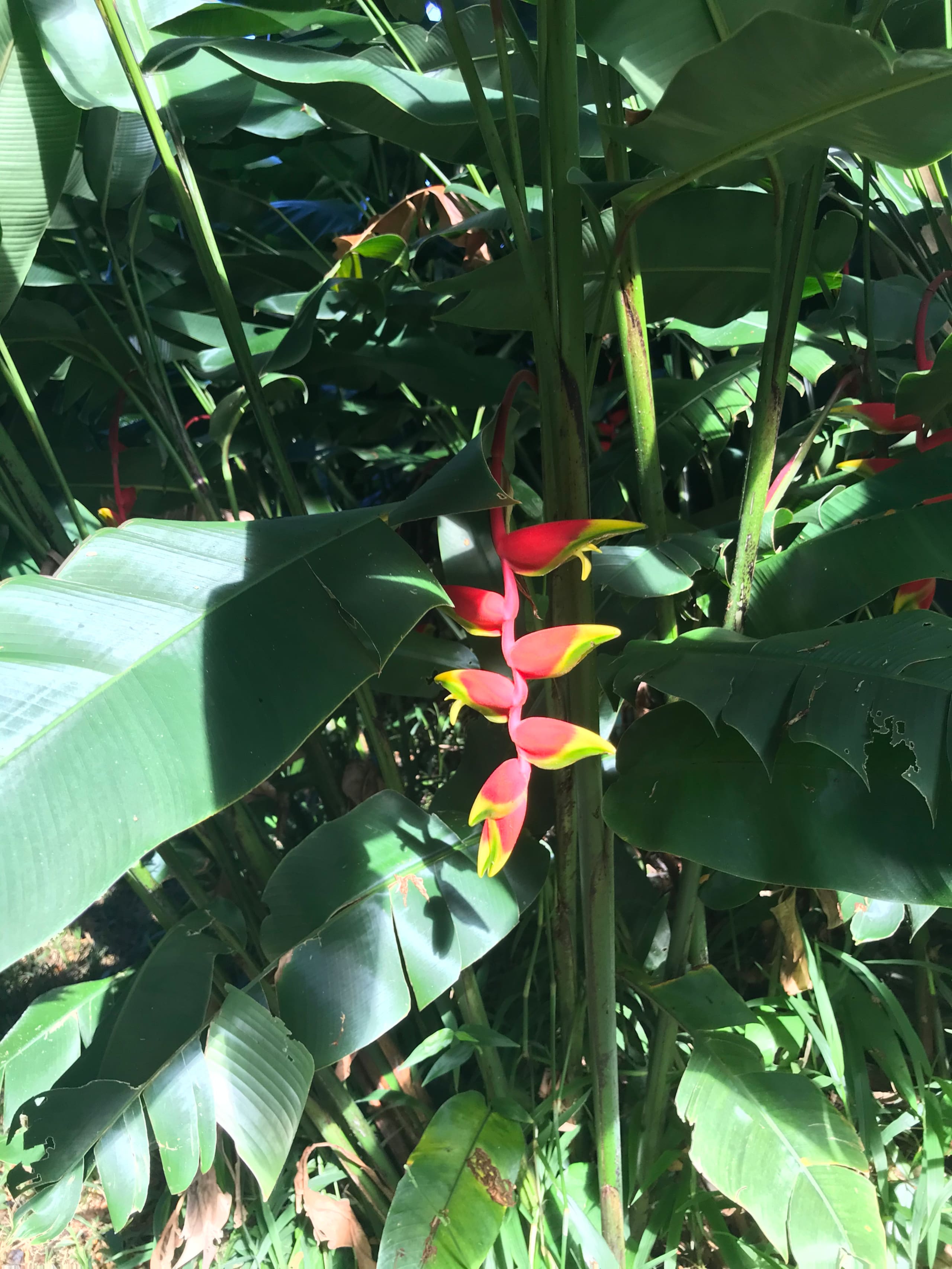 Guesthouse in Hana · ★4.76 · 2 bedrooms · 2 beds · 1 bath - Photo 17