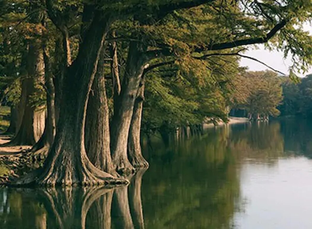 Tall trees line the serene water's edge, their reflections creating a mirrored effect on the calm surface. The surrounding greenery offers a peaceful atmosphere, inviting exploration of the natural beauty nearby.