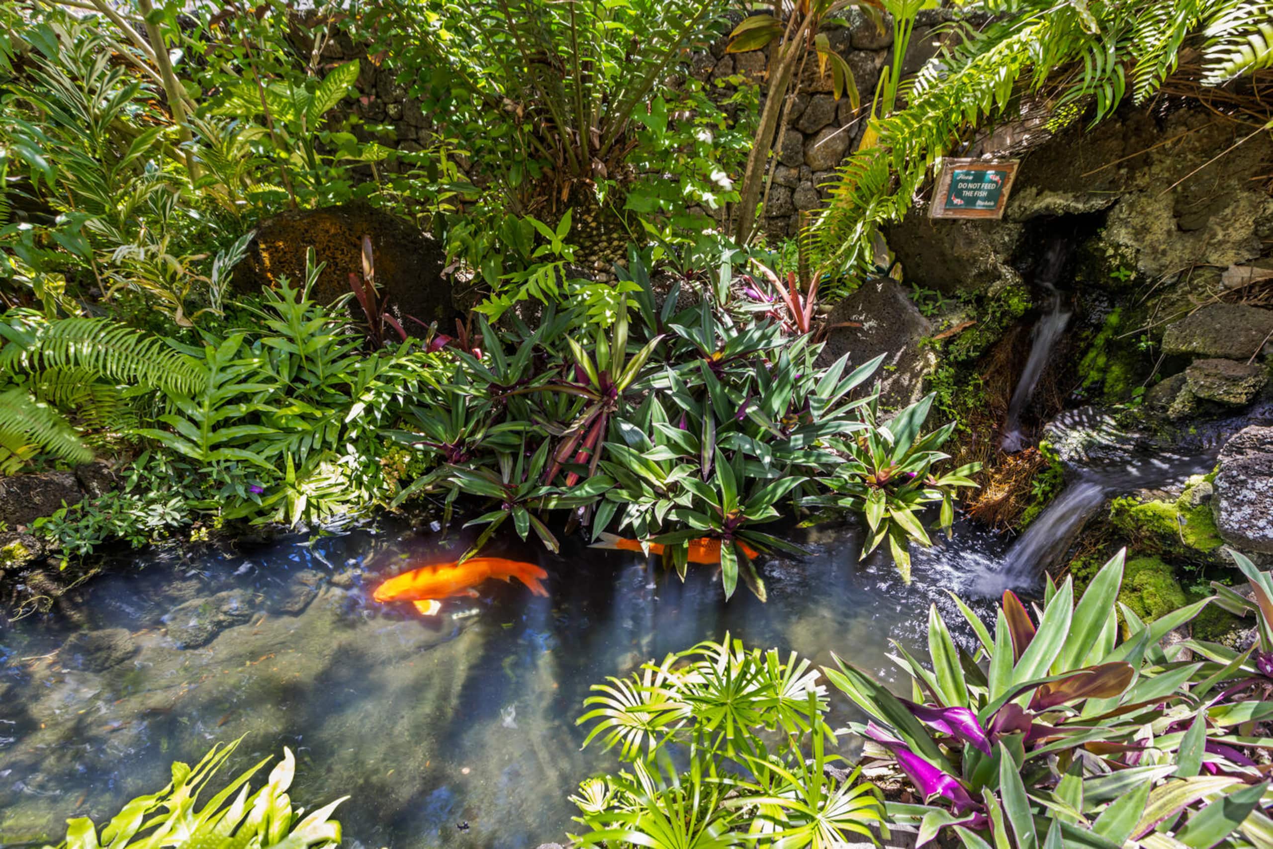 Prince Kuhio 336 Garden view studio - Photo 12