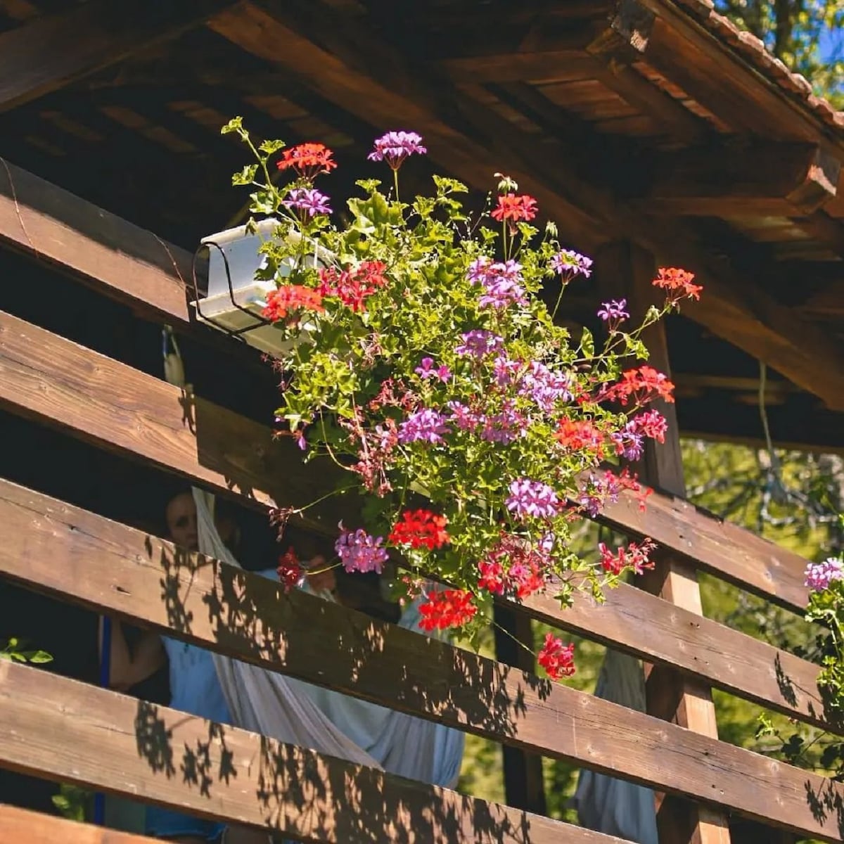 A vibrant flower pot hangs from the wooden facade of the cabin, showcasing a mix of pink and purple blooms. The rustic wooden structure complements the natural surroundings, with sunlight enhancing the colors of the flowers and providing a warm, inviting appearance.