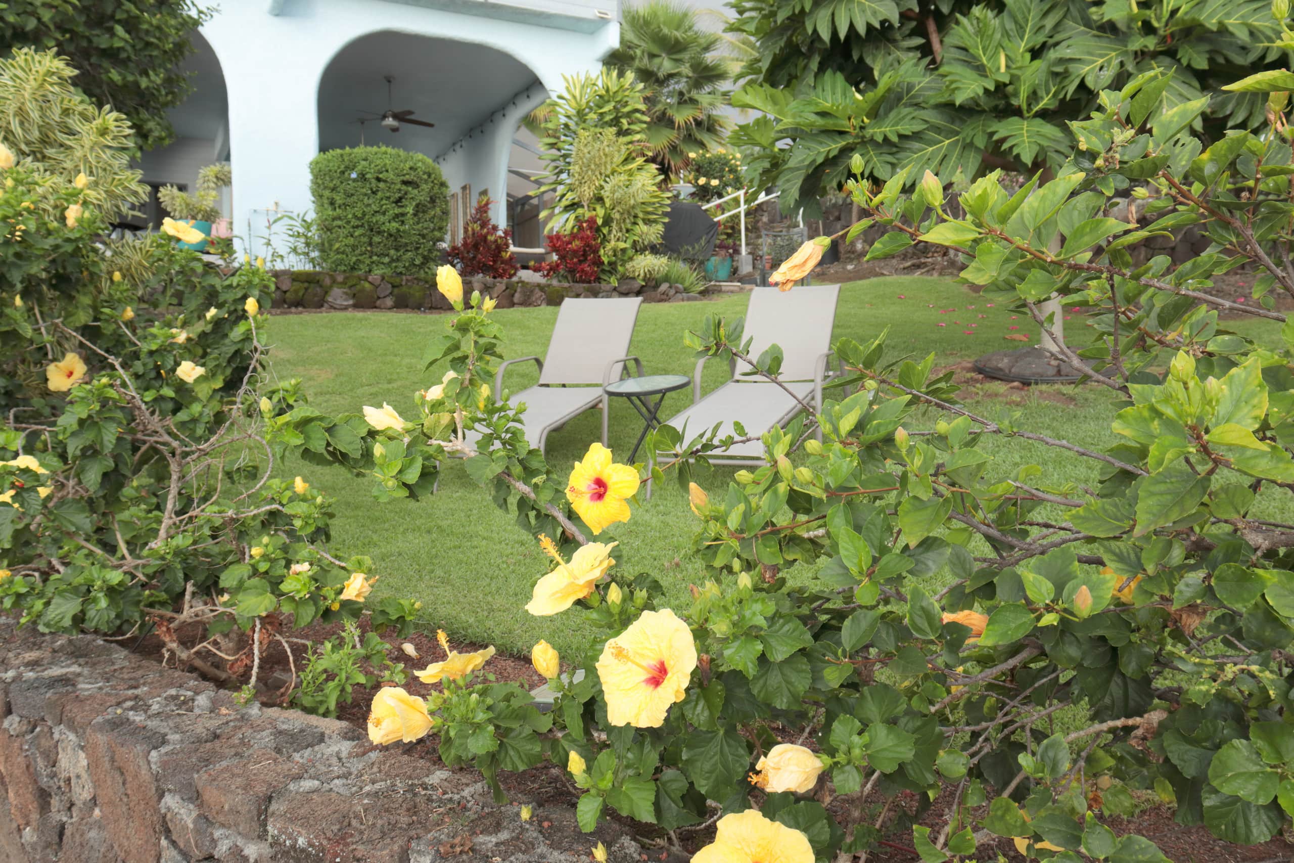 Guesthouse in Kailua-Kona · ★4.96 · 2 bedrooms · 3 beds · 1.5 private baths - Image 5