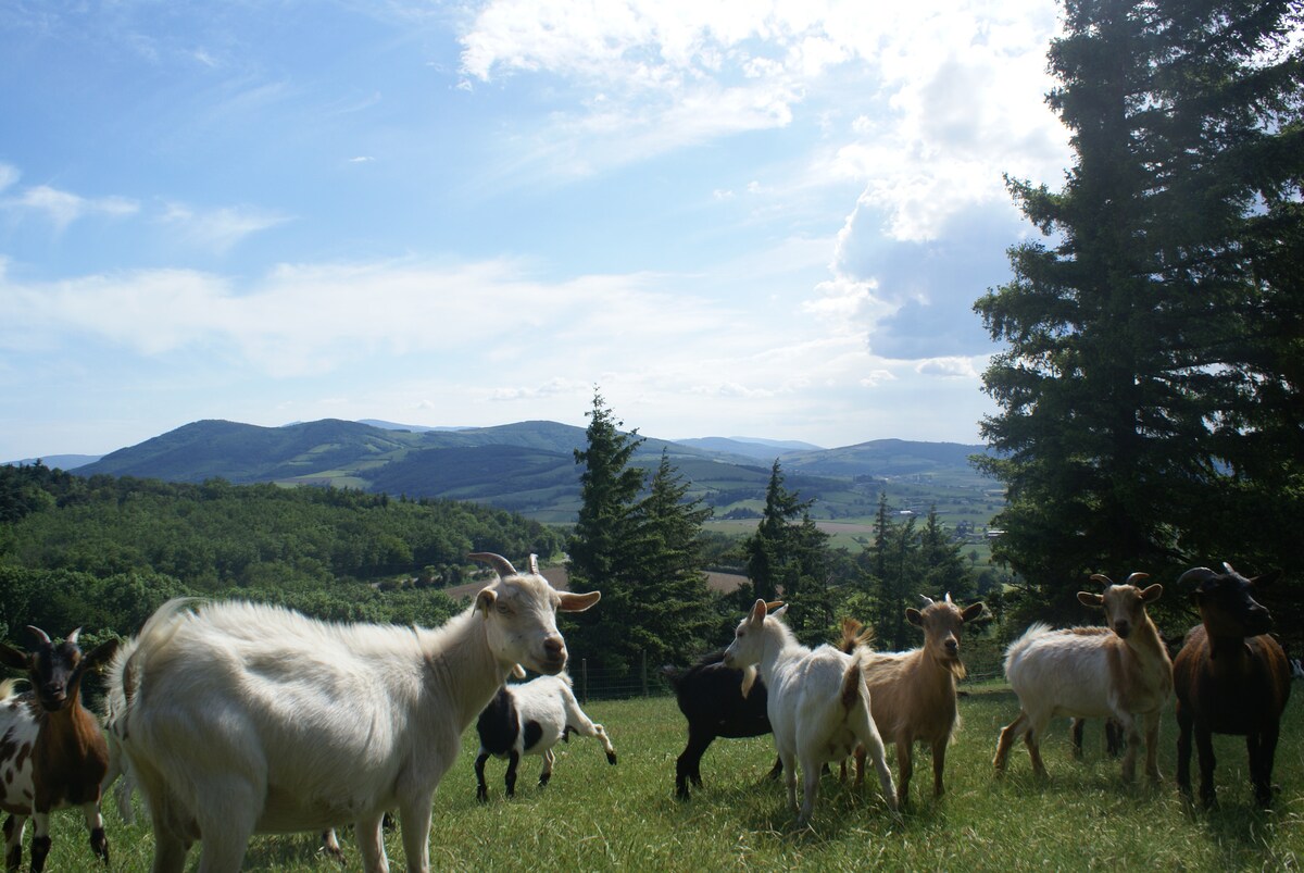 A group of goats is seen grazing in a grassy field with rolling hills in the background. The landscape features trees and a clear blue sky with scattered clouds, creating a peaceful rural setting.