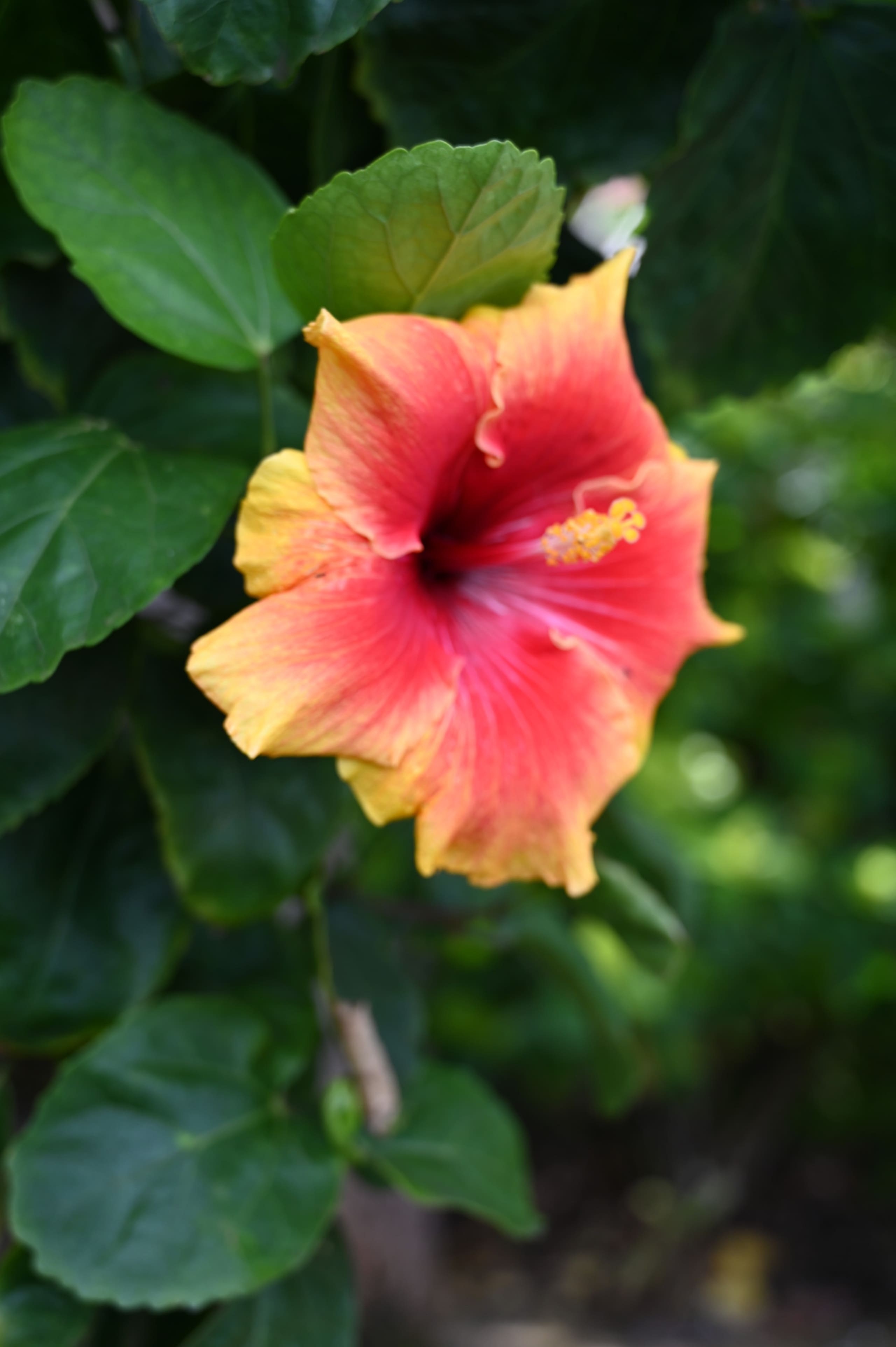 Condo in Lahaina · ★4.93 · 1 bedroom · 2 beds · 1 bath - Image 18