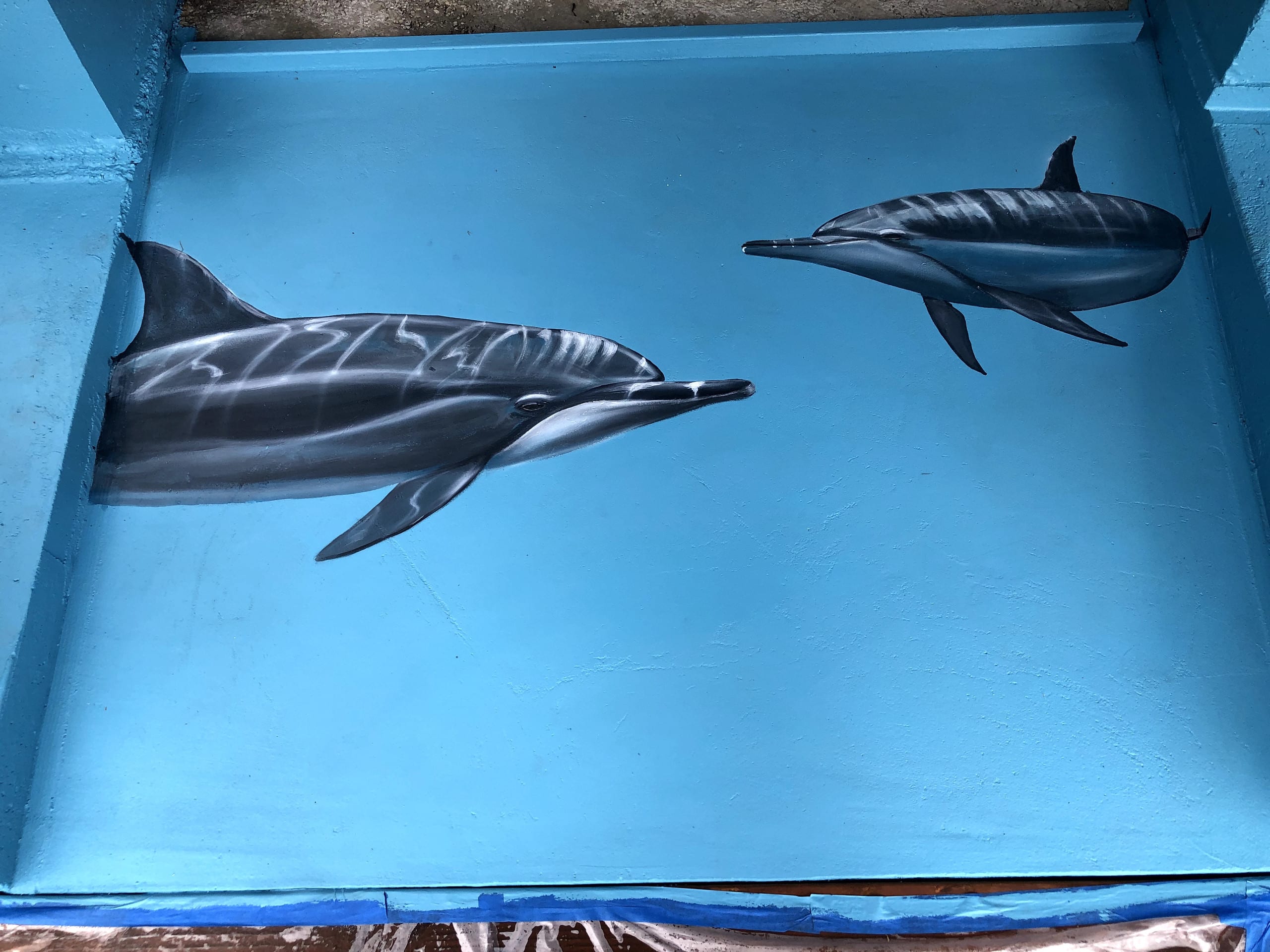 Dolphins visit Kealakekua Bay - Photo 30