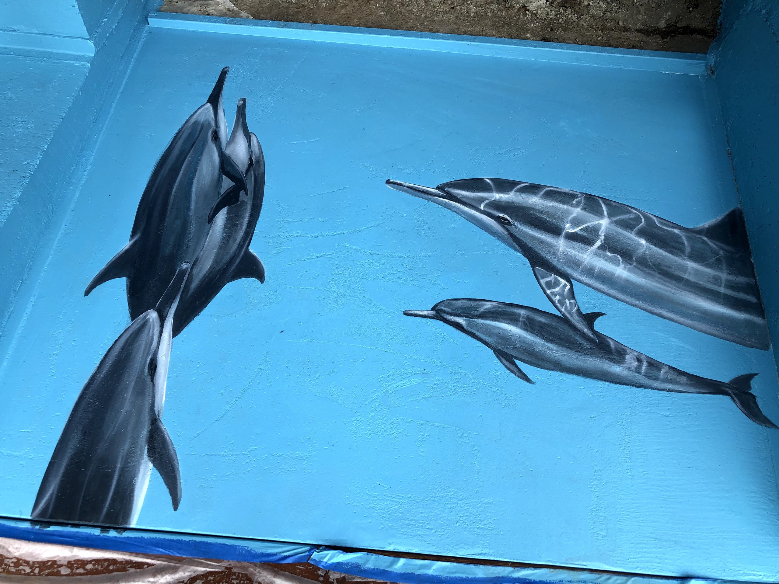Dolphins visit Kealakekua Bay - Photo 31
