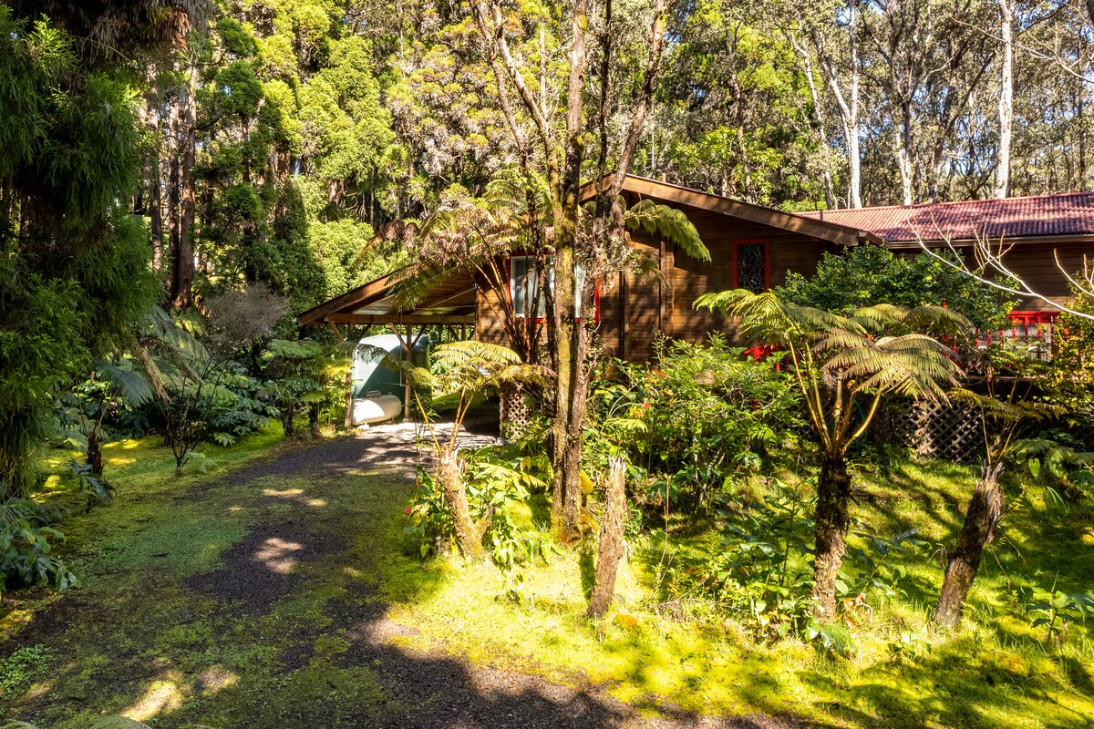 A cedar cabin is nestled among lush greenery and tropical foliage in a serene forest setting. Tall trees and dense ferns surround the structure, creating a tranquil atmosphere. A gravel path leads to the entrance, offering a glimpse of the diverse plant life.