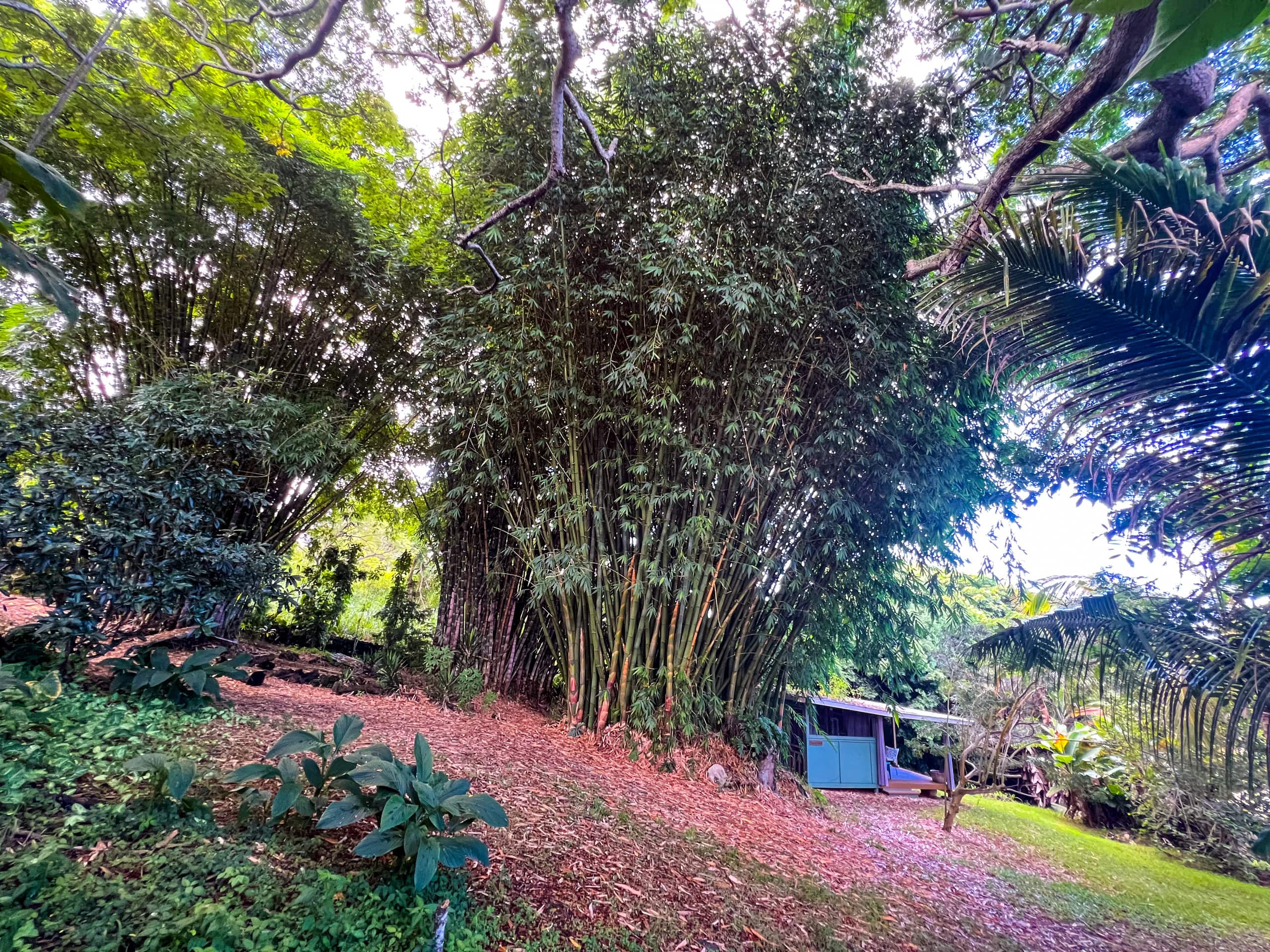 Unplug and Reset: Bamboo Cabin - Photo 15