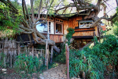 Tree House