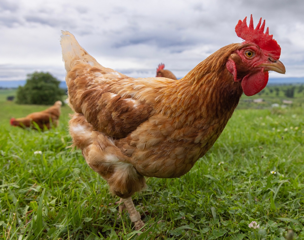 A close-up view of a free-range chicken stands on lush green grass. Its brown feathers display various shades, complemented by a bright red comb and wattle. In the background, additional chickens are seen roaming in a natural setting, creating a calm rural atmosphere.