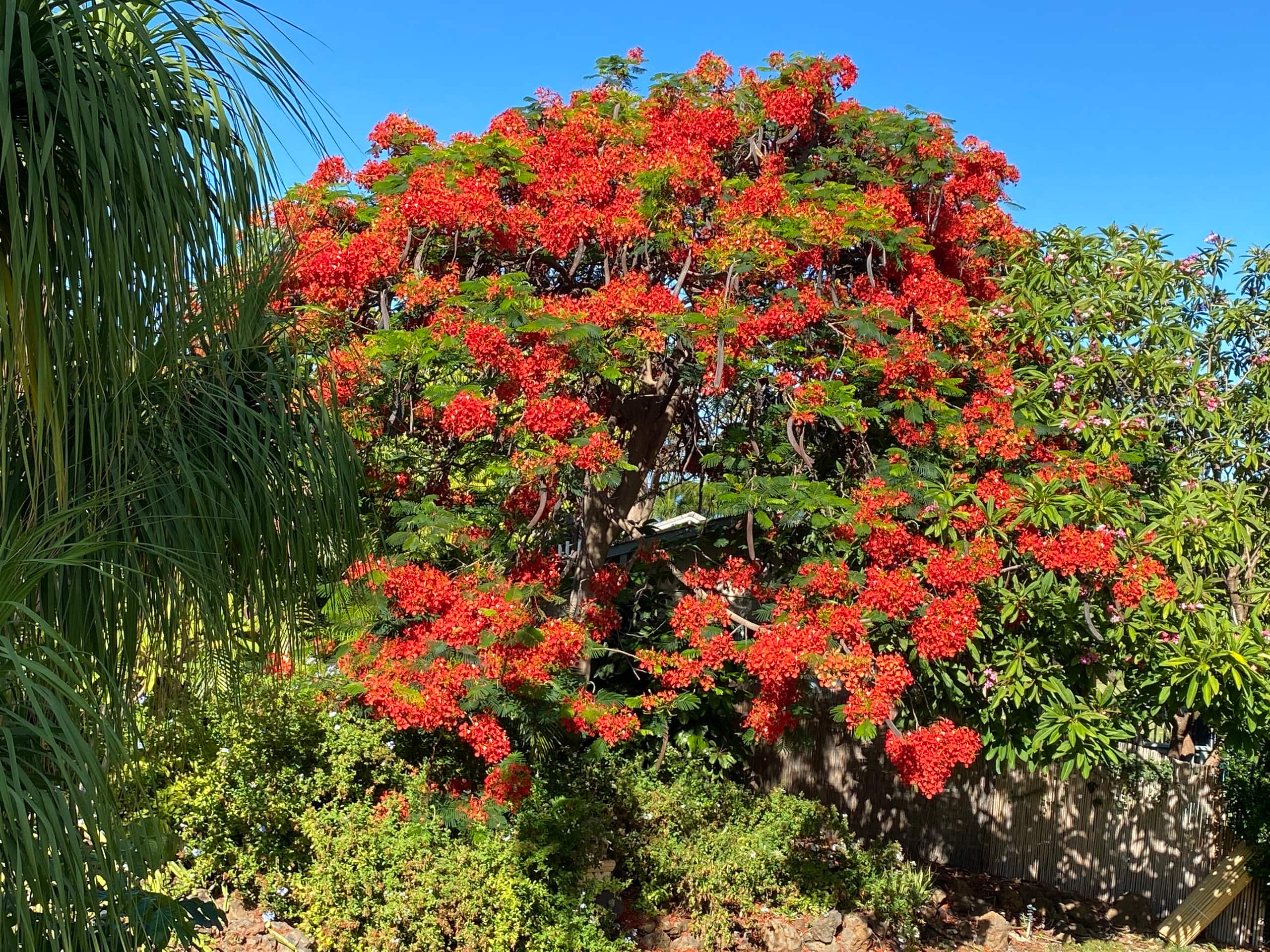 Home in Kihei · ★4.97 · 2 bedrooms · 2 beds · 1 bath - Image 9