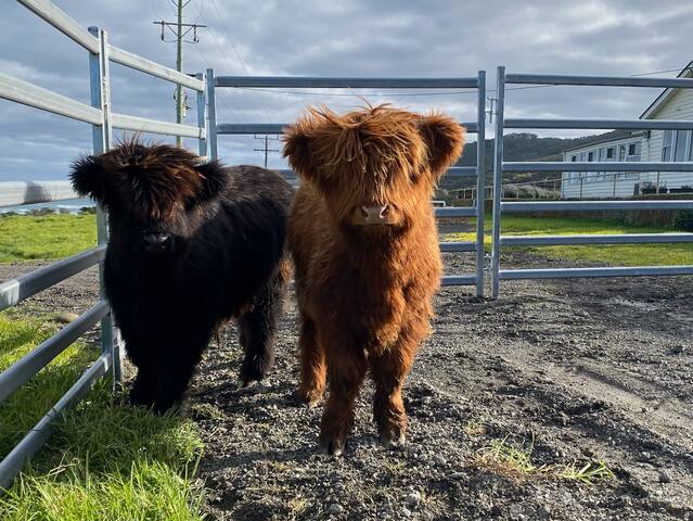 Entire Seacroft Historic Ocean Front Guesthouse gallery image 5