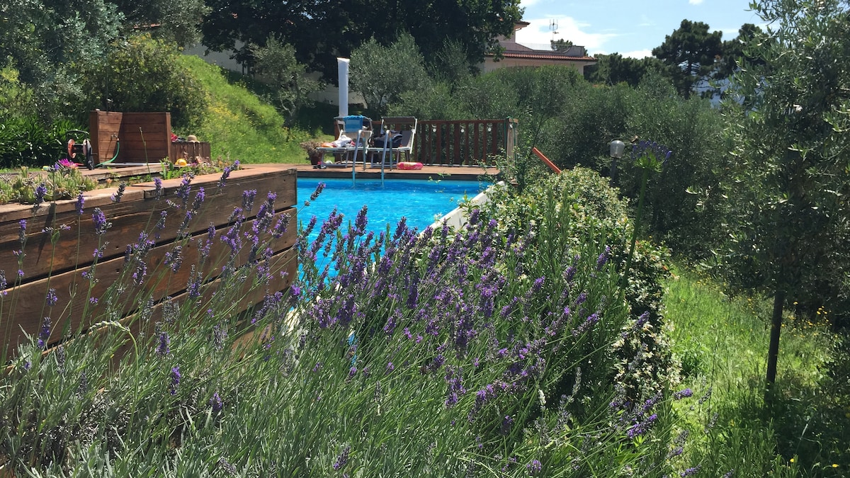 A serene outdoor space features a swimming pool surrounded by lush greenery and blooming lavender. The pool area includes sun loungers and a wooden fence, creating a tranquil atmosphere embraced by ancient olive trees. Natural sunlight enhances the beauty of the landscape.