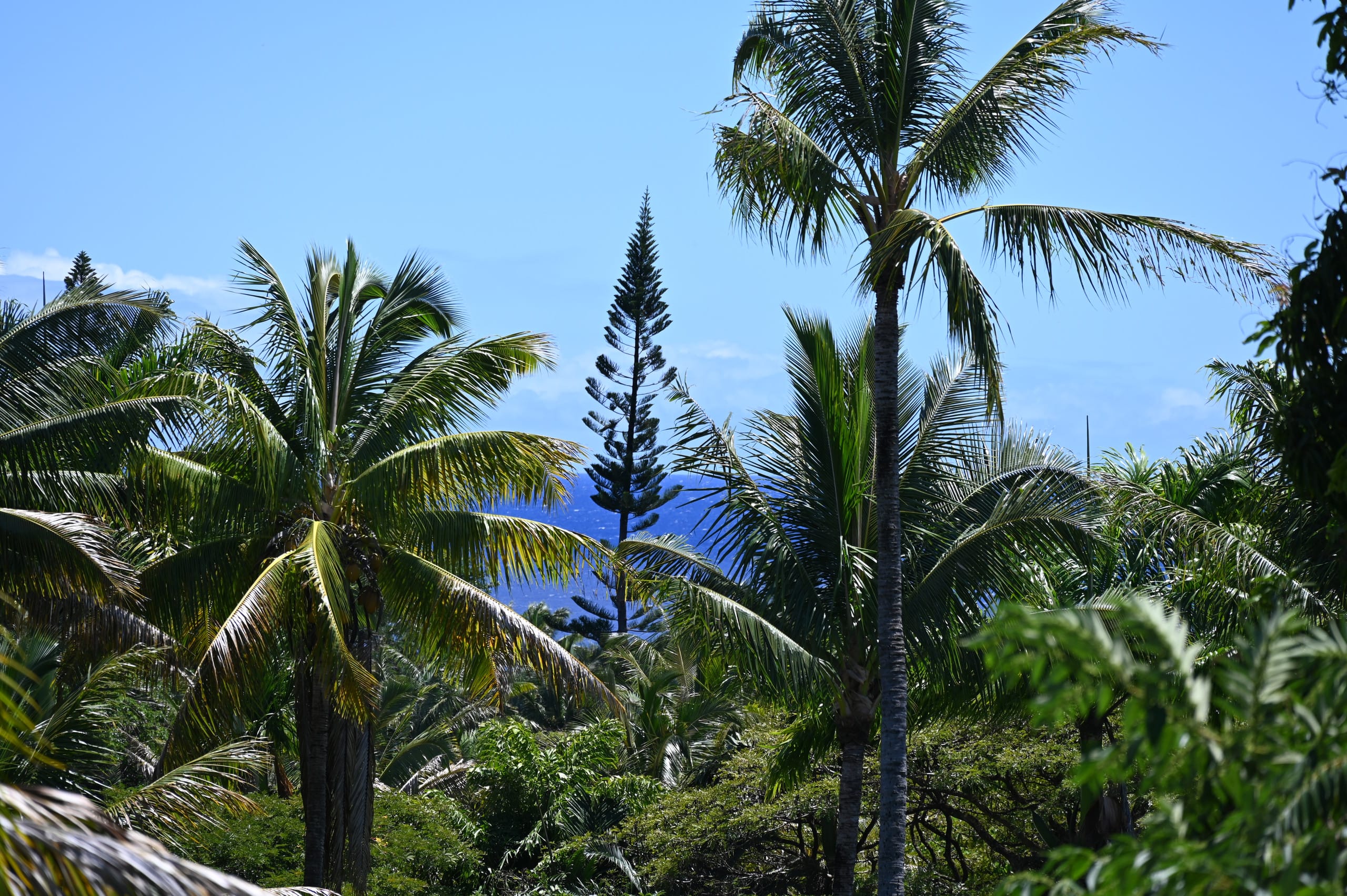 Villa in Pahoa · ★4.8 · 3 bedrooms · 5 beds · 2 baths - Image 44