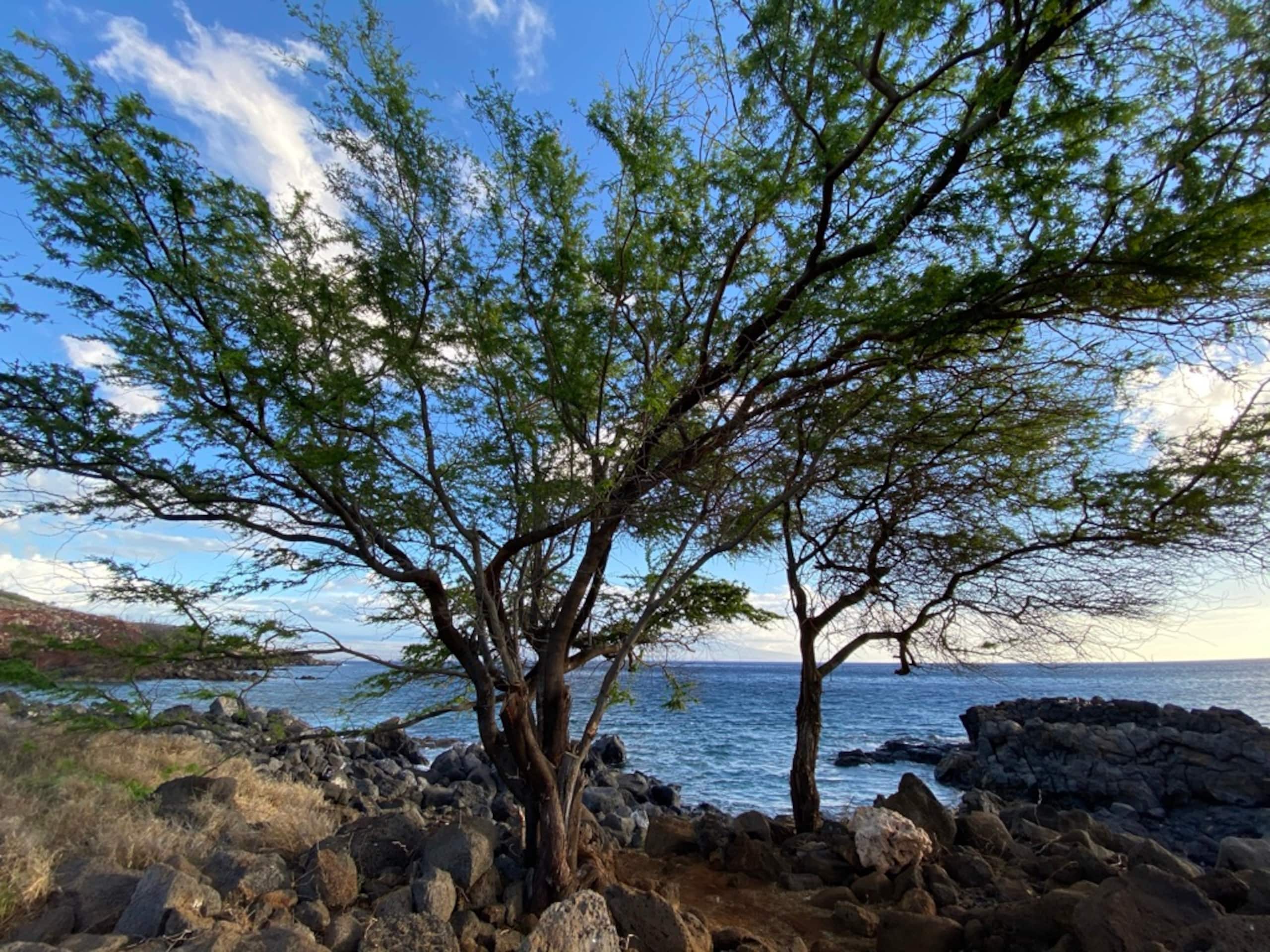Home in Kailua-Kona · ★4.91 · 3 bedrooms · 3 beds · 2 baths - Image 136