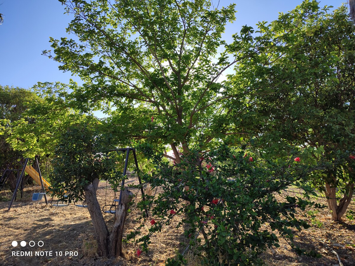 A lush outdoor area features vibrant green trees alongside swings set amongst colorful flowers. Sunlight filters through the leaves, creating a serene and inviting environment. The ground is naturally earthy, enhancing the surrounding greenery.