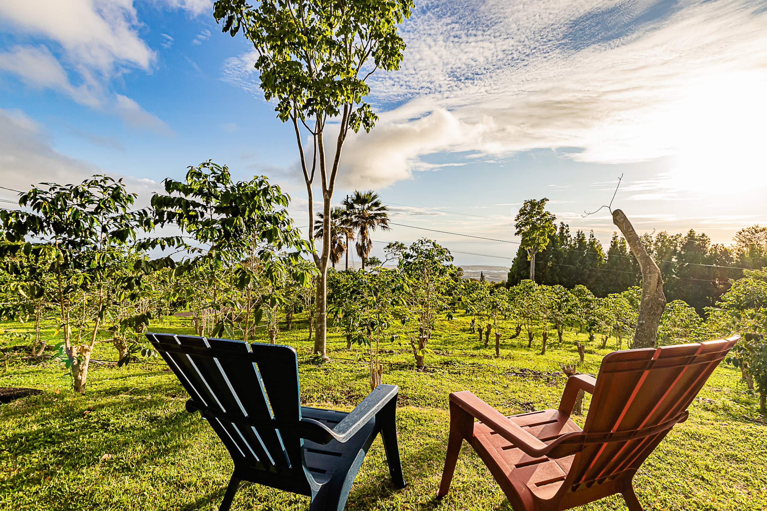 Radiant Ocean View Cottage on a Coffee Farm. Very Private. - Image 33