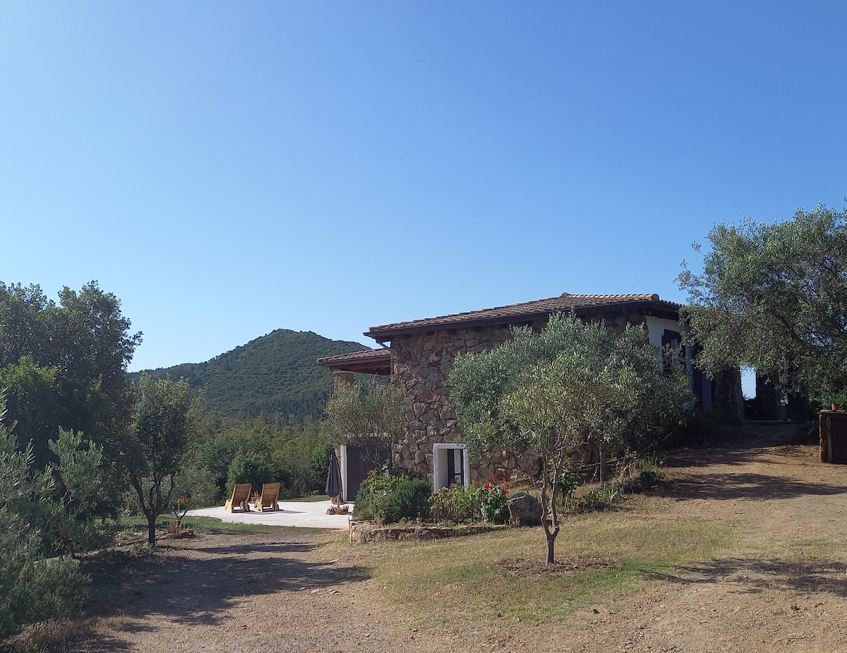 A rustic stone house is framed by olive trees and a gentle hill in the background. The property is bathed in sunlight, with a terrace area visible in front of the house, providing a sense of tranquility and connection to nature.