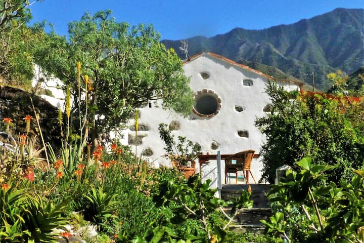 Spain, La Gomera, Mango tree in full bloom stock photo