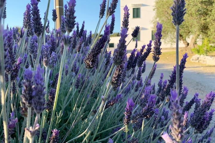 Country Villa 1 – Whole Villa – sleeps 20 gallery image 3