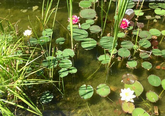 Modern bright architect house in the greenery gallery image 3