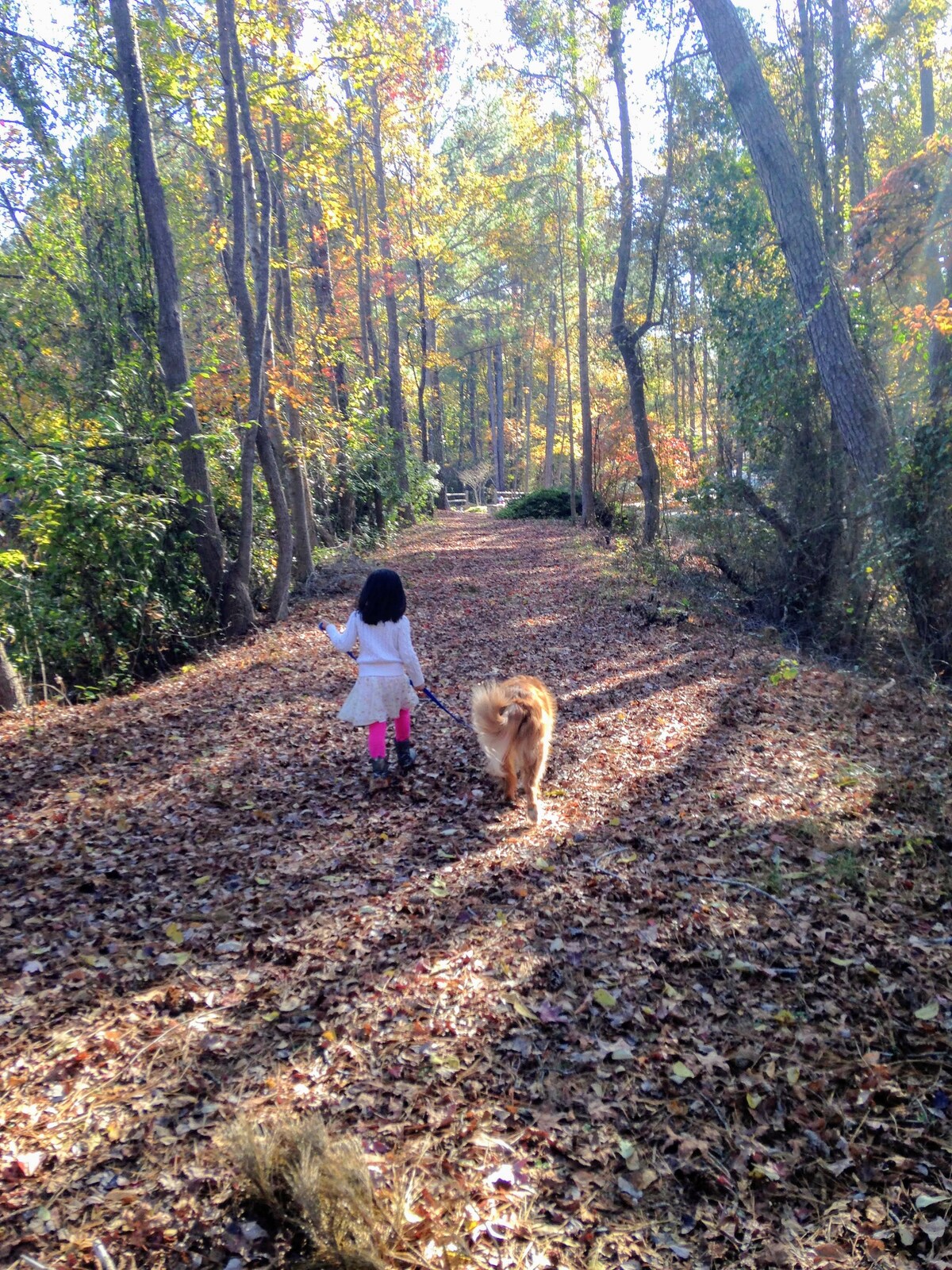 A child and a dog walk along a leaf-covered path surrounded by trees. The scene captures a peaceful moment in nature with golden autumn leaves scattered on the ground, highlighting the serene environment and inviting tranquility.