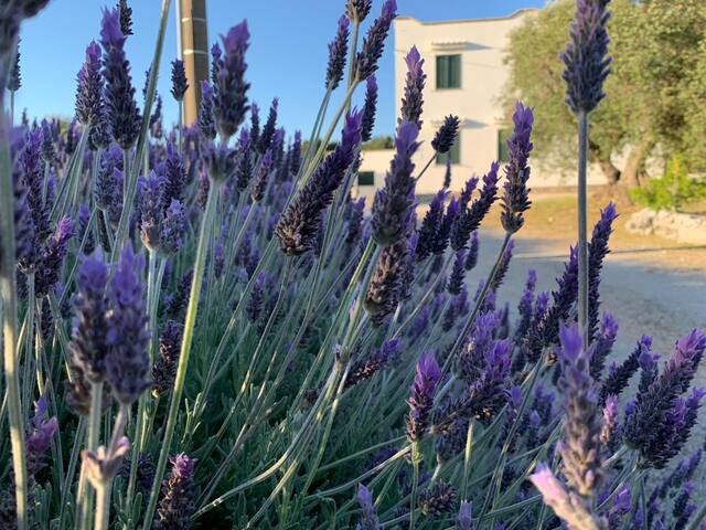 Country Villa 1 – Melograno (Sleeps 8) gallery image 3