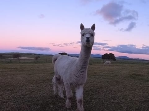 Studio Cottage (NO ADDED FEES), Wilsons Promontory