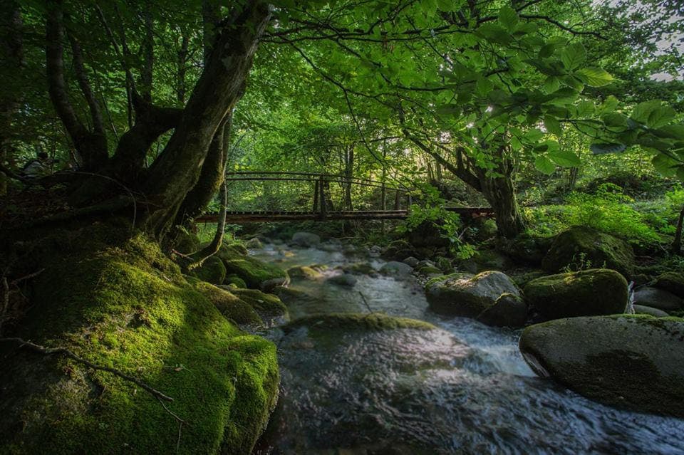 A serene outdoor scene is presented, featuring a gently flowing stream surrounded by moss-covered rocks. Lush green trees create a shaded canopy overhead, with soft light filtering through the leaves. A wooden bridge crosses the stream in the background, enhancing the natural setting.