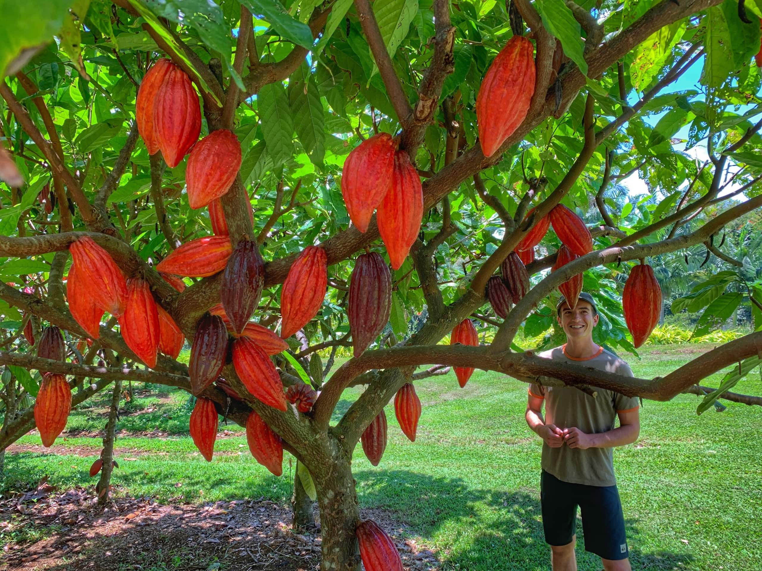 Hilo Bay Room at the Hamakua Chocolate Farm - Image 30