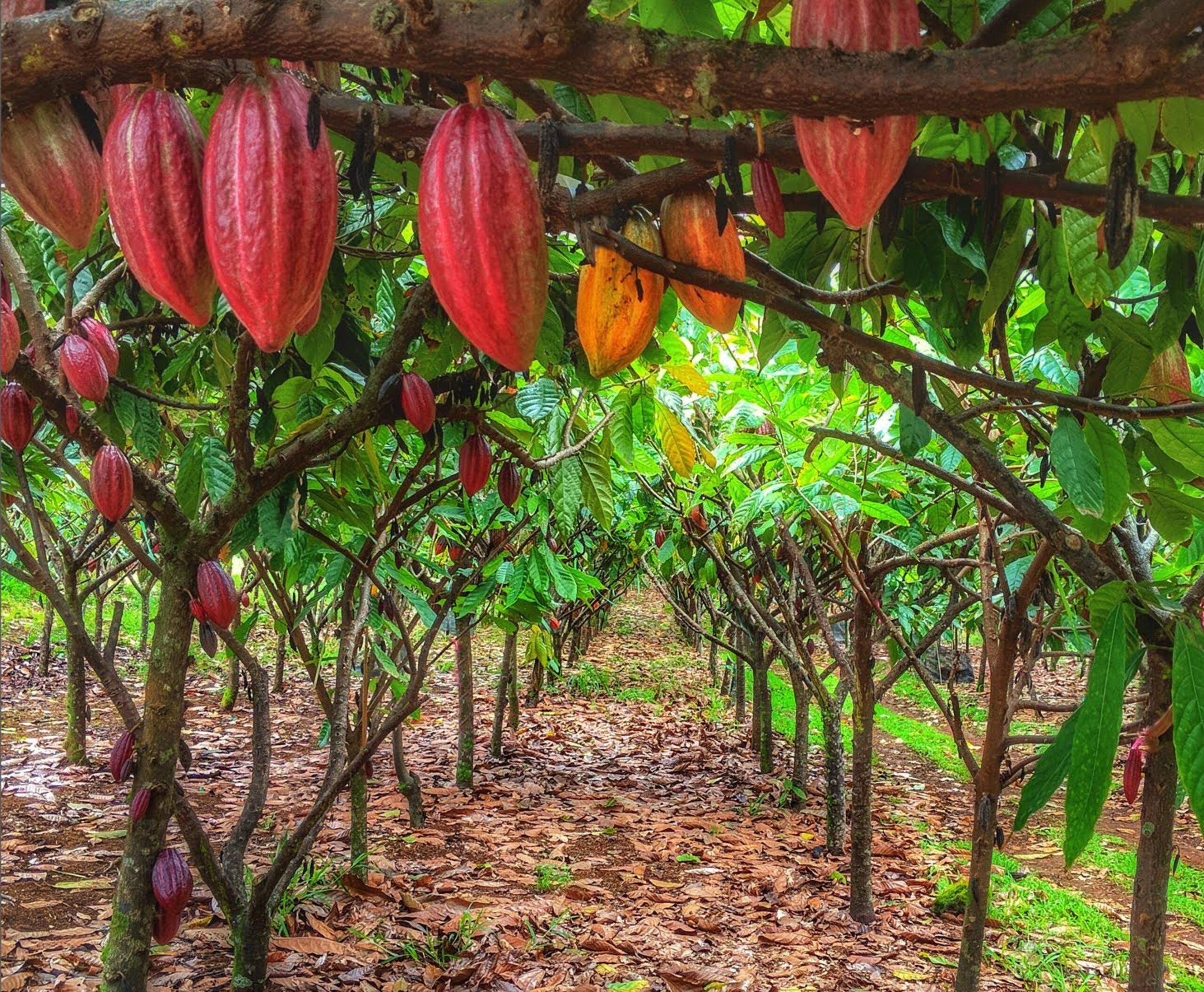 Hilo Bay Room at the Hamakua Chocolate Farm - Image 32