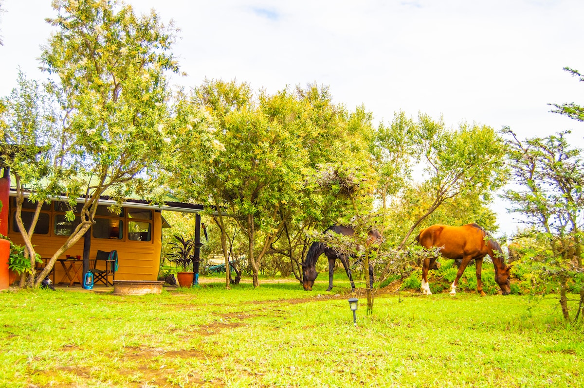 A self-contained bus is surrounded by lush greenery, with trees providing a natural canopy. Two horses graze peacefully on the grass nearby, enhancing the serene outdoor setting. Pathways are visible among the vegetation, leading towards the bus entrance.