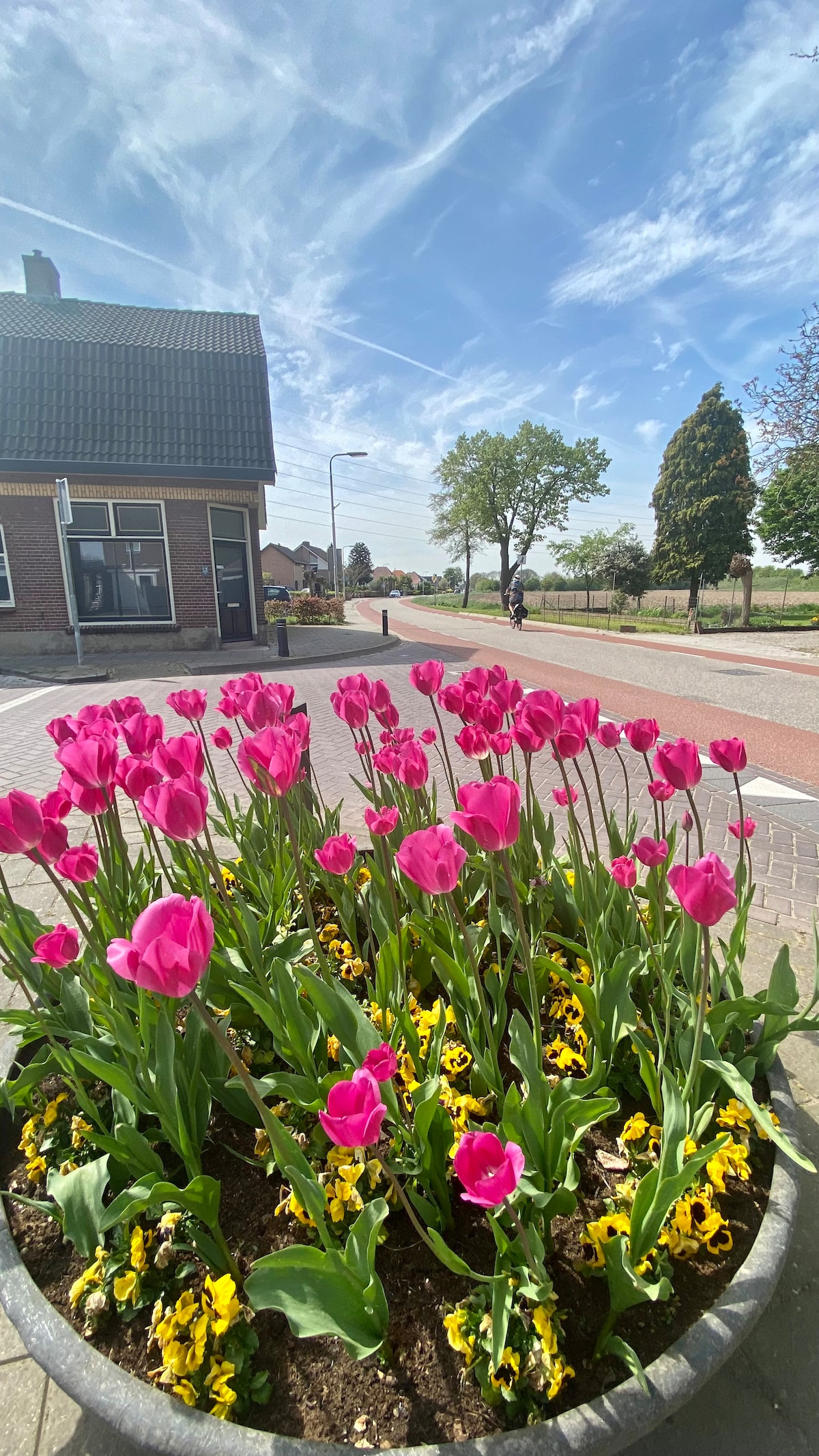 A vibrant planter filled with pink tulips and yellow pansies sits at a street corner. The background features a blue sky with wispy clouds, trees, and a glimpse of the road. The scene reflects a peaceful neighborhood setting.