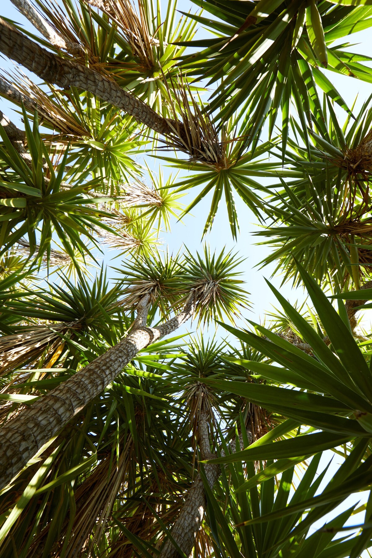 Tall palm trees stretch upwards towards a clear blue sky, their green fronds creating a vibrant canopy. The image captures the natural beauty of a secluded garden area, providing a sense of tranquility and connection to nature.