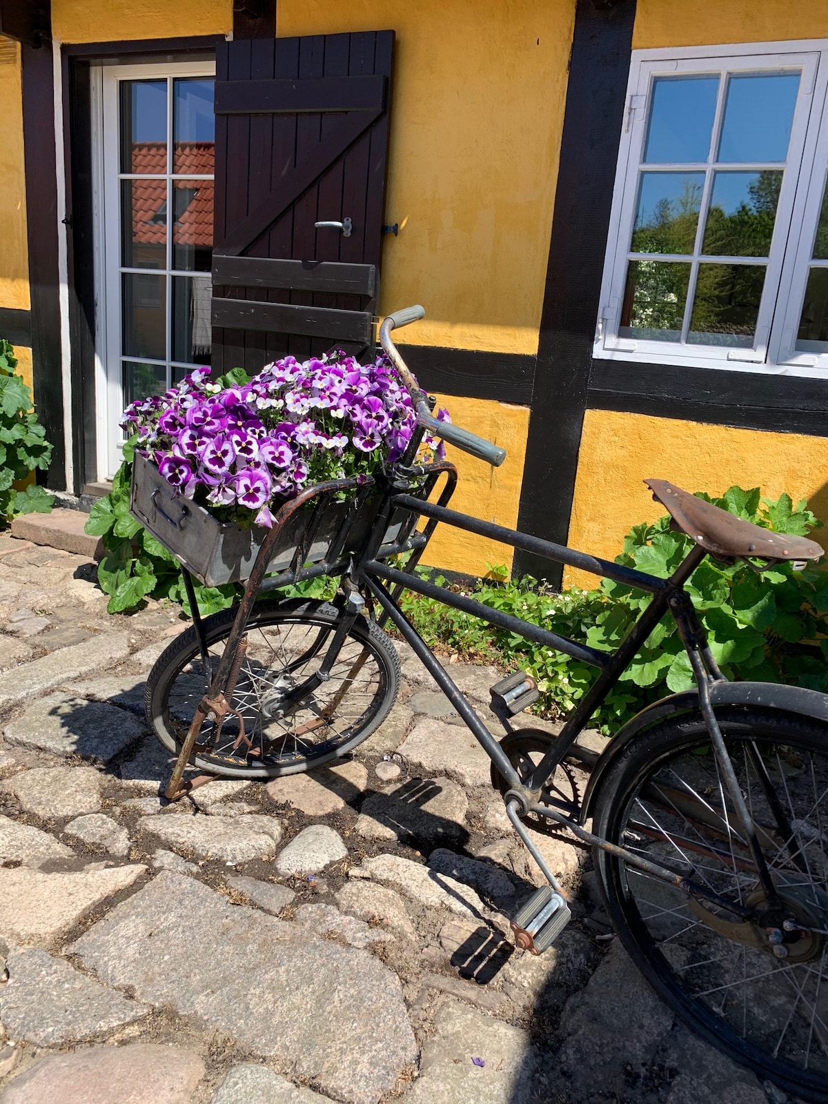 A vintage bicycle with a front basket filled with vibrant purple petunias is positioned on a cobblestone pathway. The setting features a yellow building with dark wooden shutters and a window, surrounded by greenery. Sunlight enhances the colorful display.