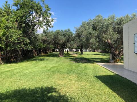 OLIVE TREE