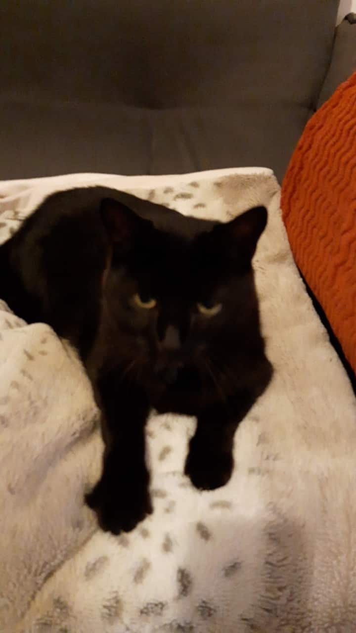 เฮอร์ไมน์