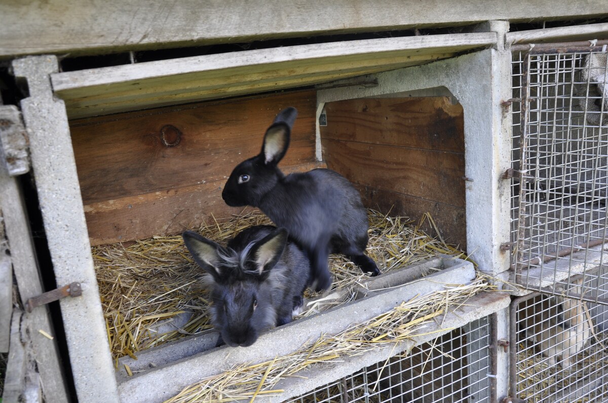 Two black rabbits are depicted in a wooden enclosure. One rabbit is perched on a small ledge, while the other is resting on a bed of straw below. The structure includes a wire mesh front, allowing for visibility into the cozy space.