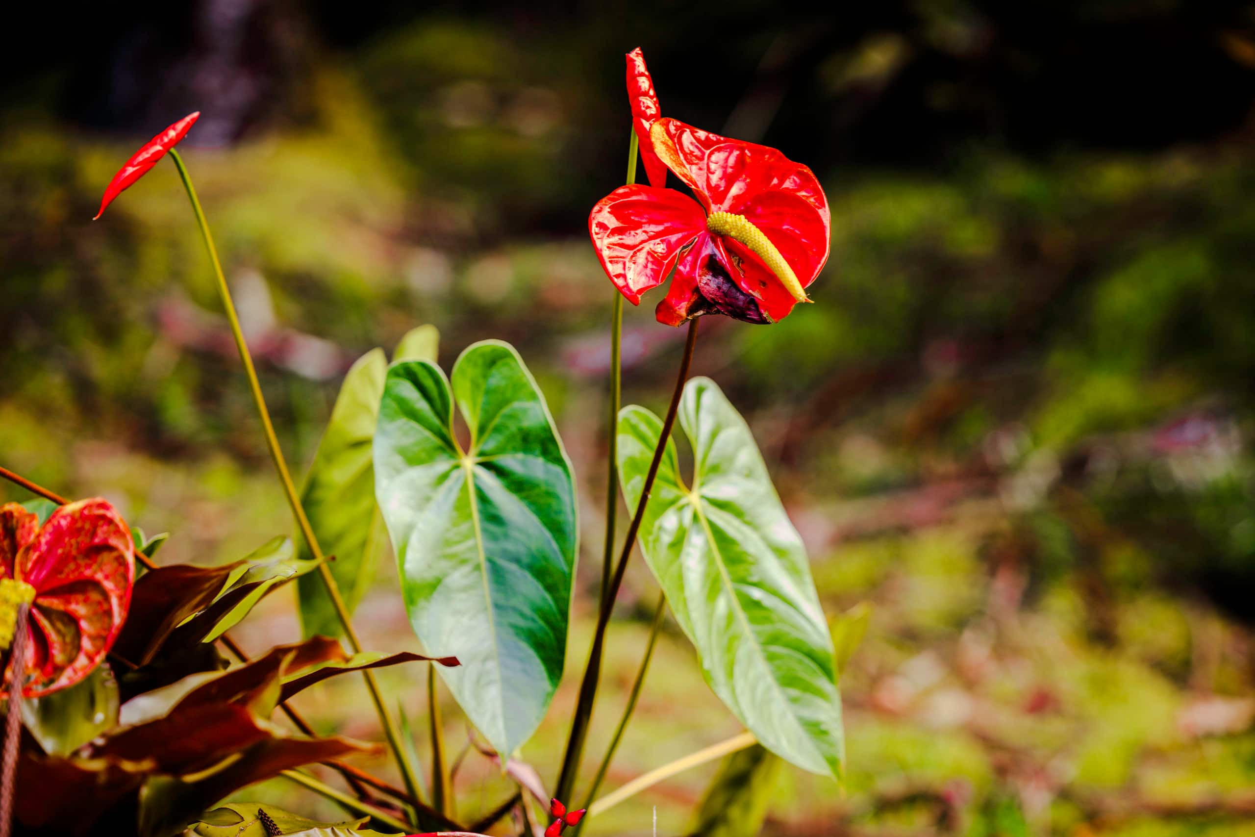 Lehua Lodge LLC - Photo 29
