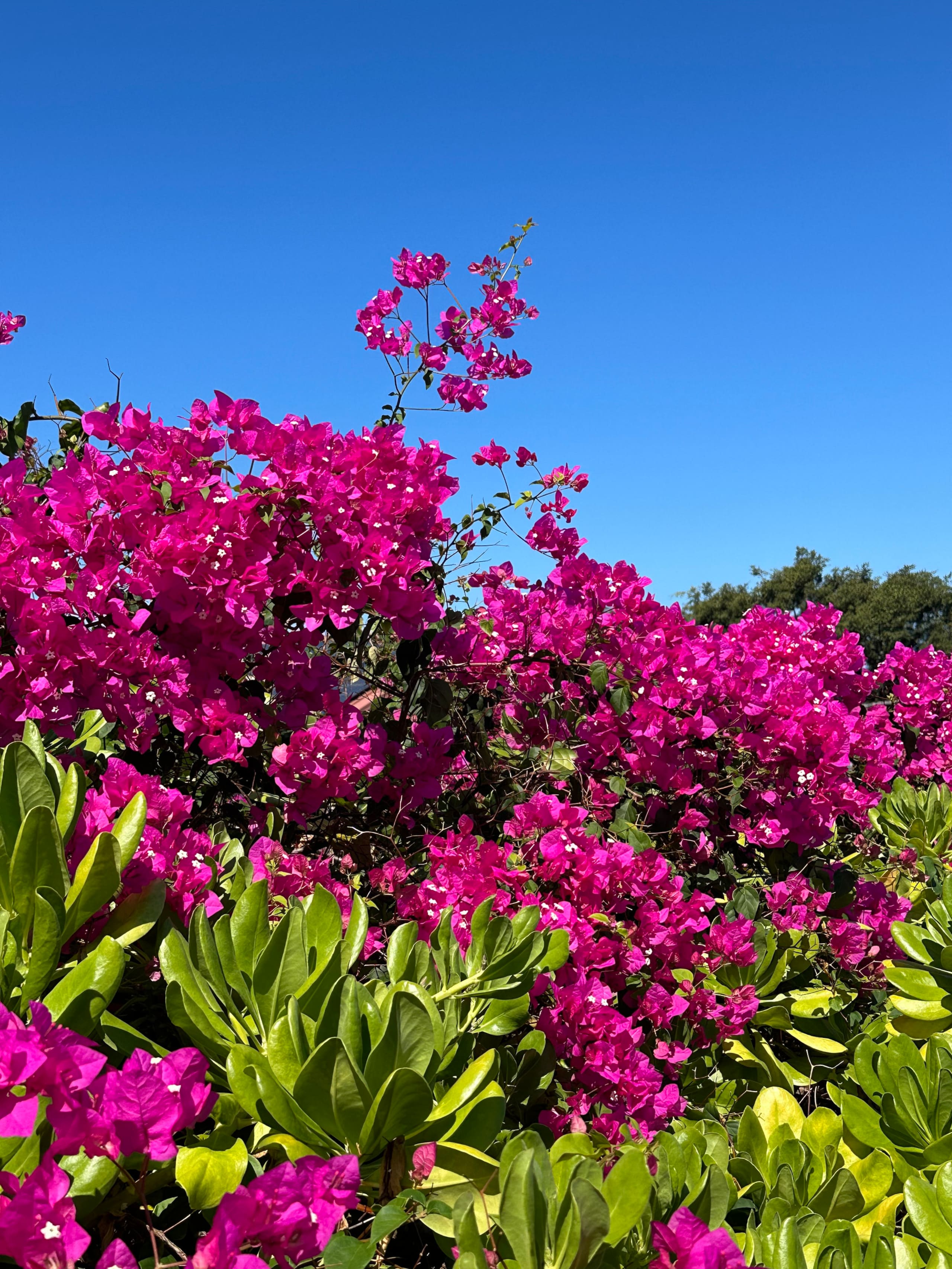 Condo in Kailua-Kona · ★4.92 · 2 bedrooms · 2 beds · 2 private baths - Image 59