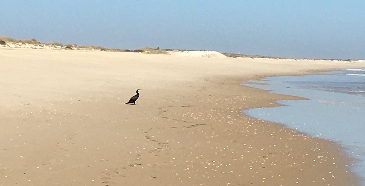Natuur en omgeving Ilha Armona – Casa das Árvores, Algarve