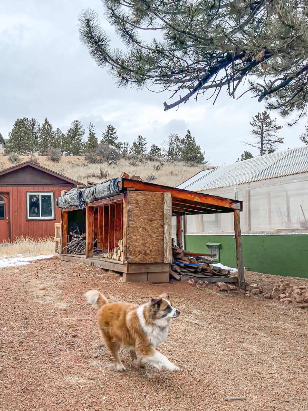 An outdoor scene captures a dog walking along a gravel path beside a shed. The shed is constructed with wood and covered in a tarp, with a stack of firewood visible inside. In the background, a greenhouse stands amidst a natural landscape of trees and grass.