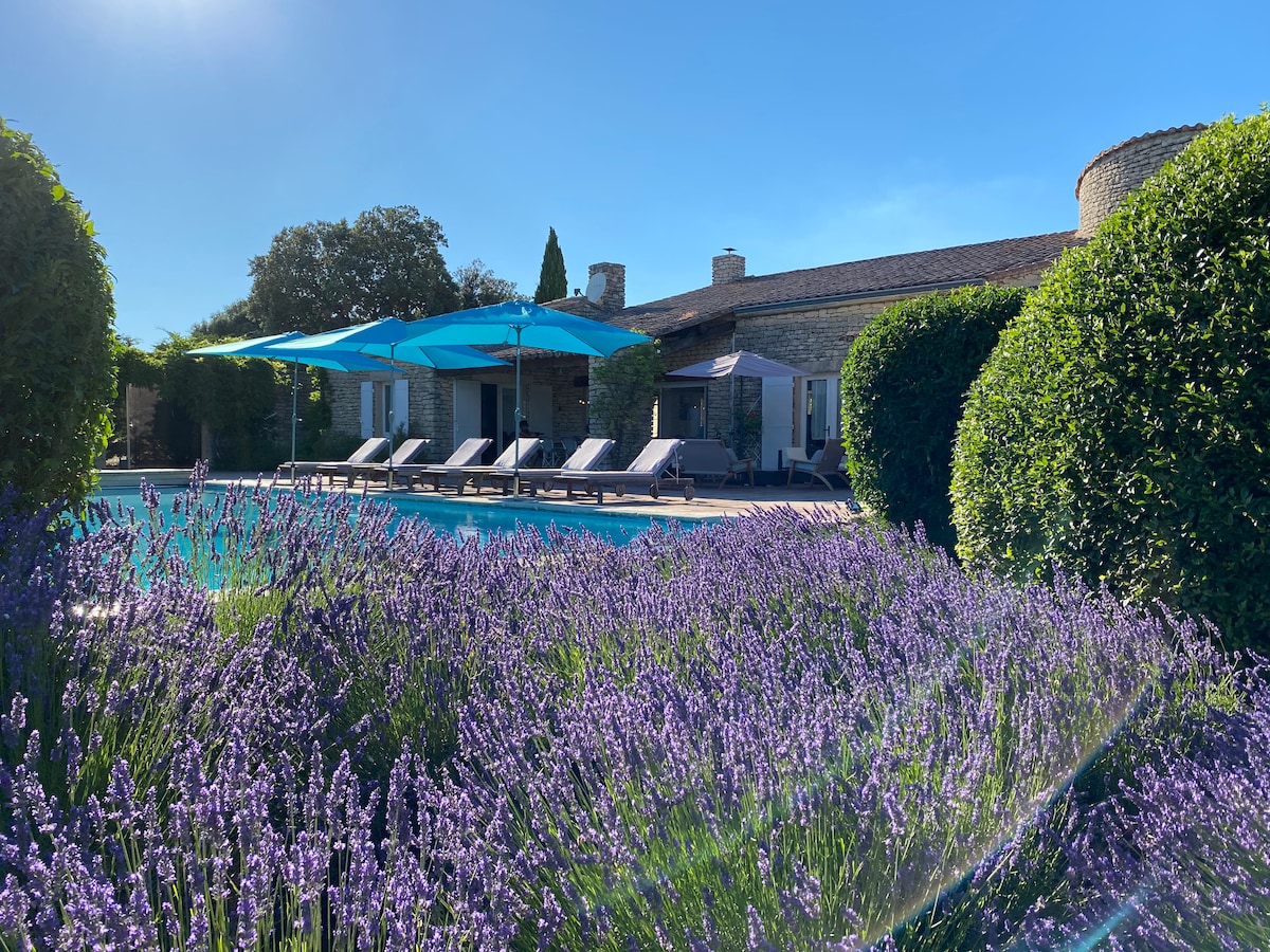A serene view of a private pool surrounded by blooming lavender fields, with sun loungers positioned under vibrant blue umbrellas. The stone house in the background features large windows, and well-maintained hedges enhance the tranquil atmosphere of this outdoor space.