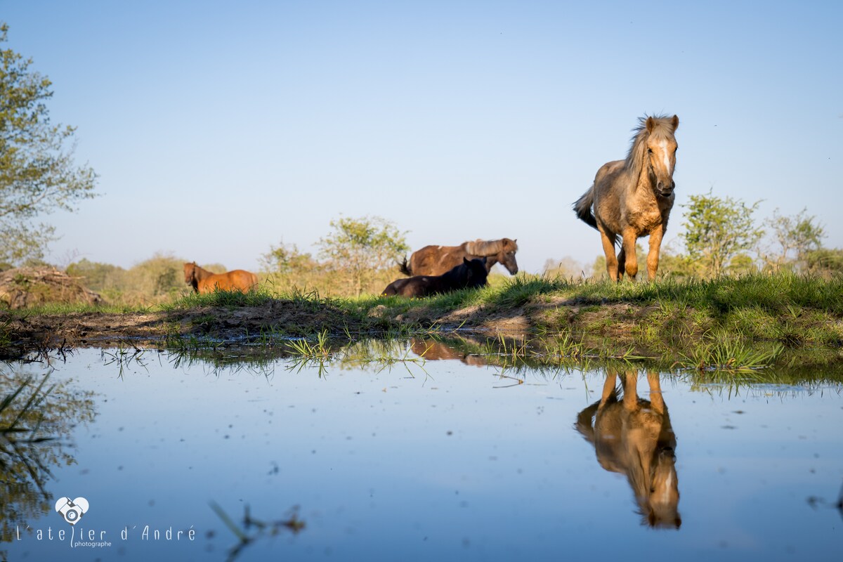 Four horses are seen grazing near a calm body of water, their reflections visible on the surface. The scene is set against a clear blue sky, with greenery framing the background, creating a tranquil natural setting.