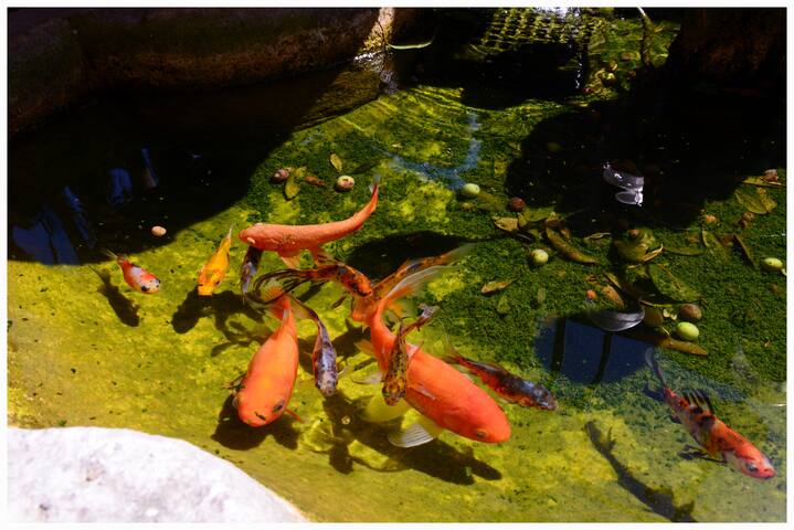 Il Villino gallery image 5