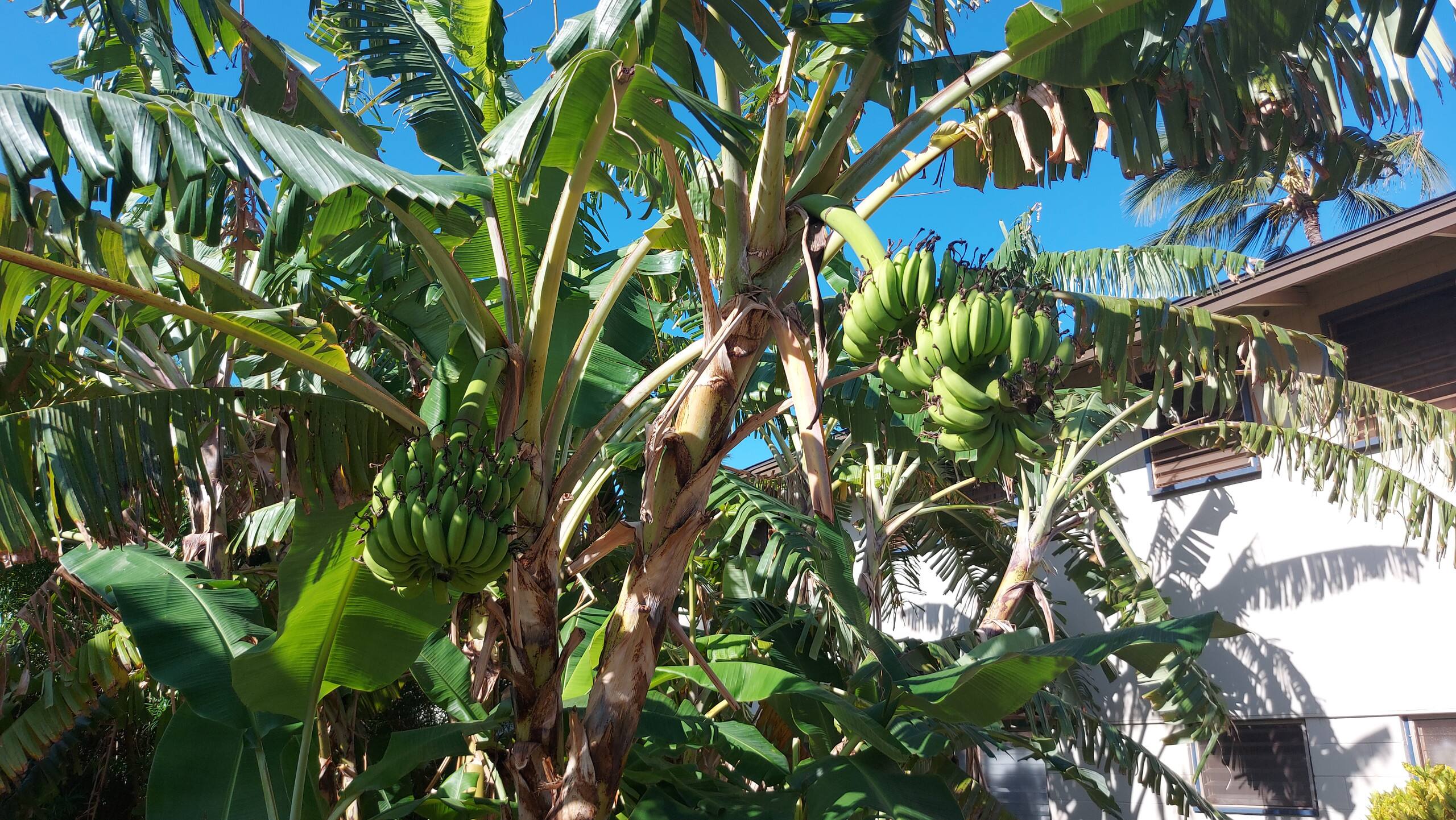 Condo in Lahaina · ★4.68 · 2 bedrooms · 2 beds · 1 bath - Image 13