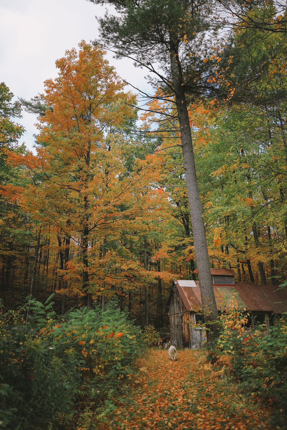 A rustic barn is partially hidden among vibrant autumn trees showcasing shades of orange, yellow, and green. A narrow path lined with fallen leaves leads to the barn, enhancing the natural surroundings. Towering trees frame the scene, creating a serene woodland atmosphere.