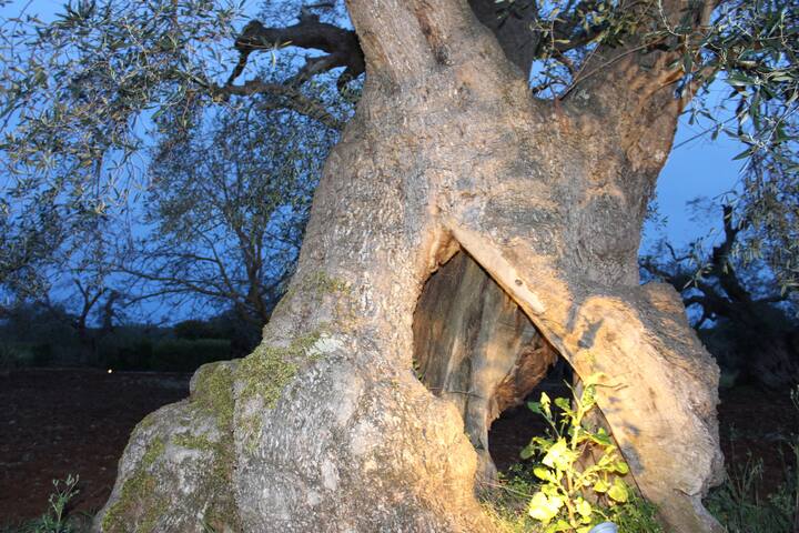 Piccinnu: first floor apartment with pool +gardens gallery image 5