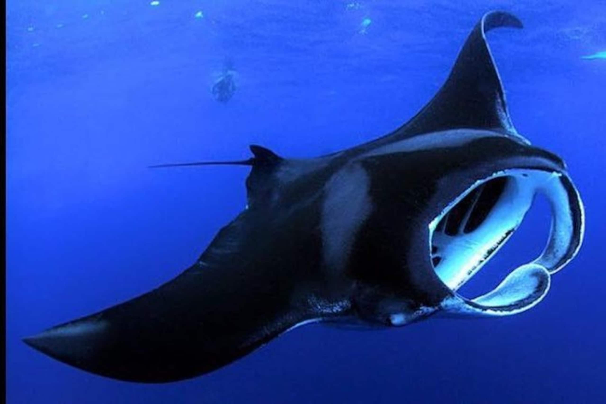 Condo in Kailua-Kona · ★4.77 · Studio · 4 beds · 1 bath - Image 10